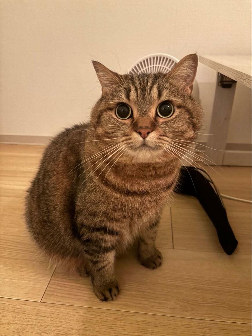 出所：@donguri_manchi