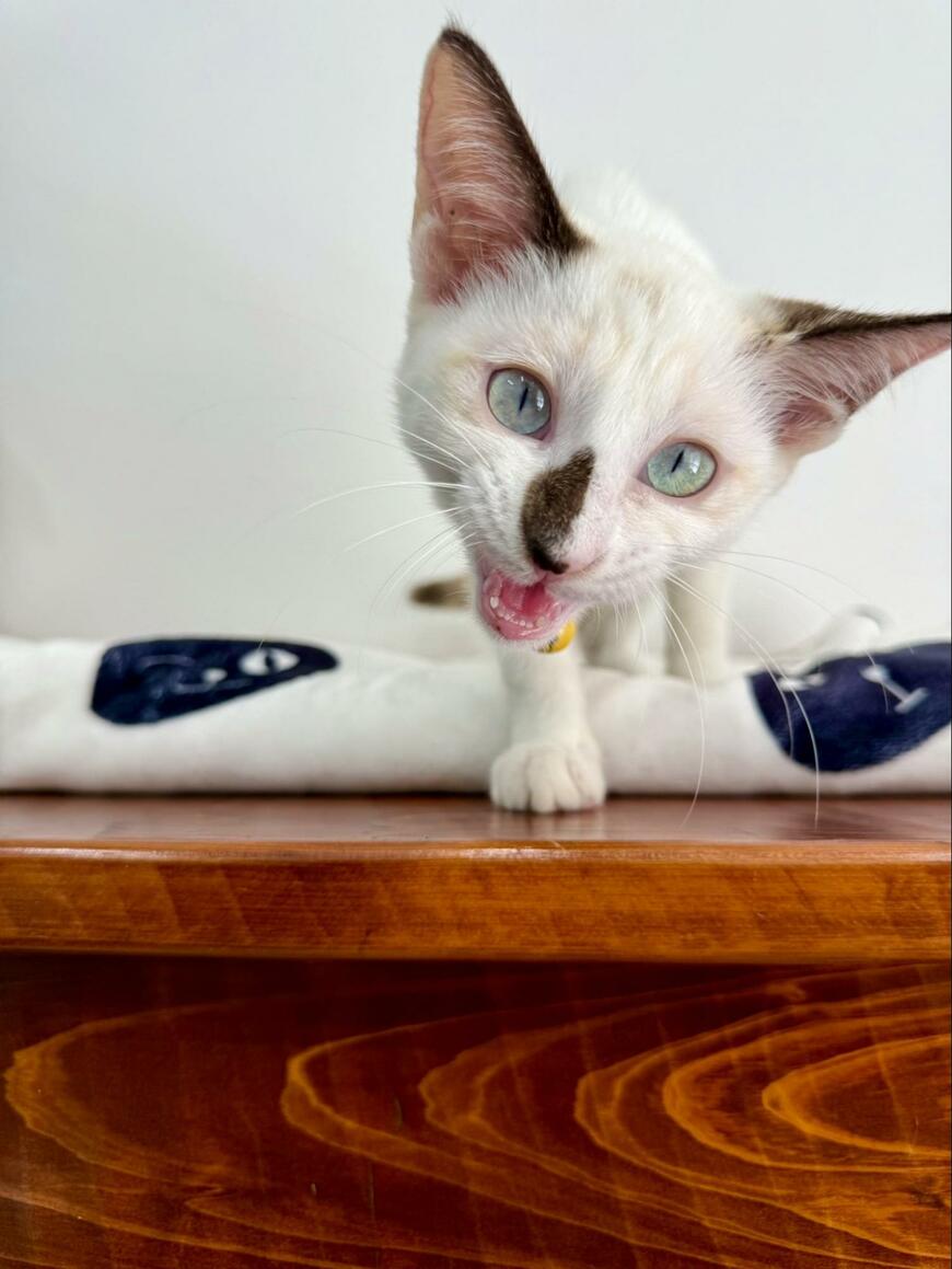 出所:@omochi_nam01