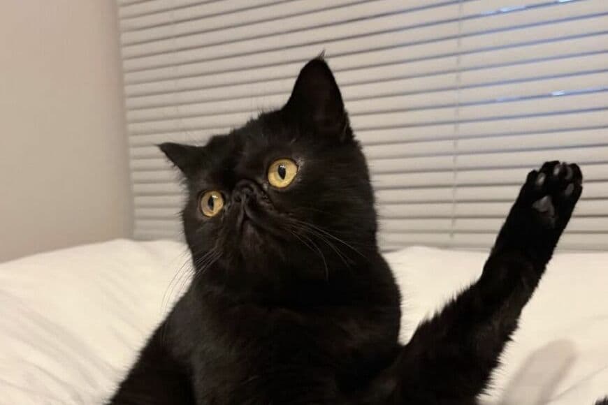 【ここでやる？】飼い主のベッドで毛づくろいする猫ちゃんを叱るも…→ どかされない理由が話題