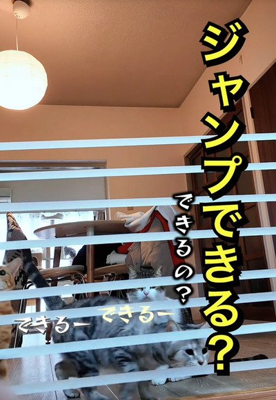 出所：＠nikoandkotatorowasabi