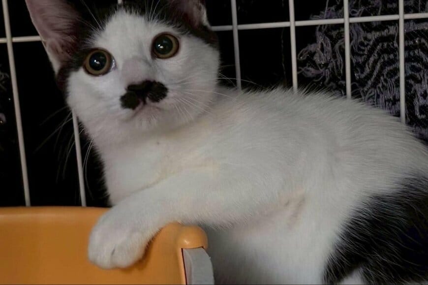 動物病院から渡された「猫のカルテ」に思わず二度見　書かれていた「まさかの言葉」に11万いいね