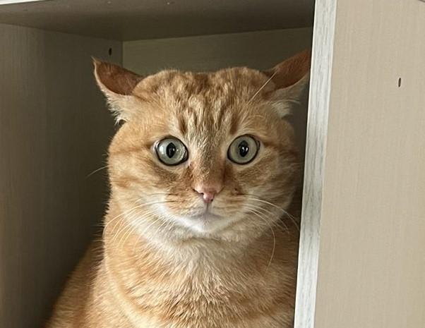 出所：@kagisuzu0531