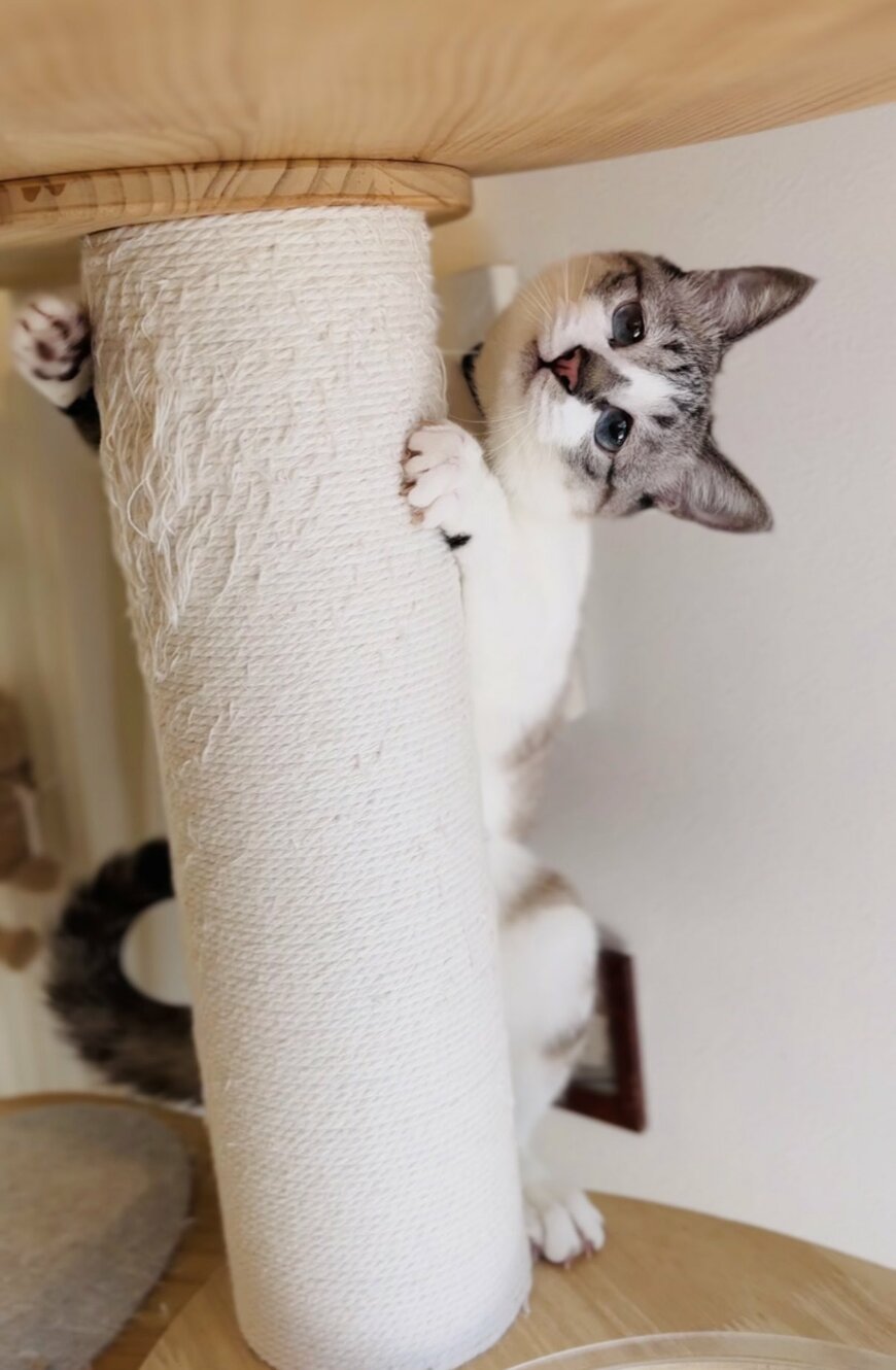 出所：@piennekomint