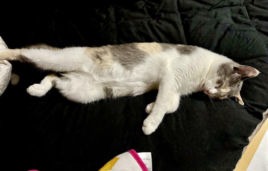 出所:@omochi_nam01