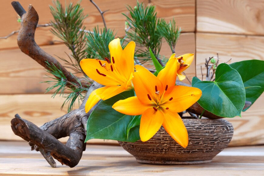 Tatiana Belova/shutterstock.com