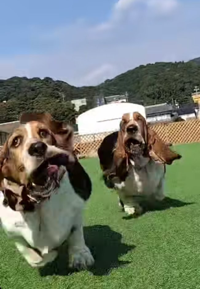 出所：@basset_oden