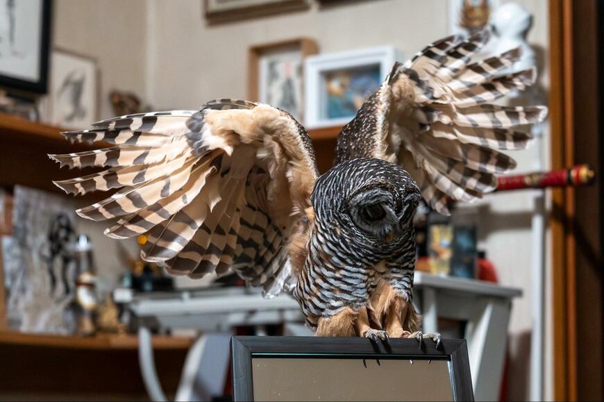 出所：@9Ougonnokaze