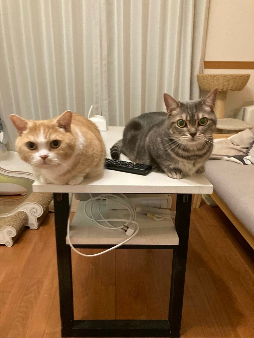 出所：@nekotansoku