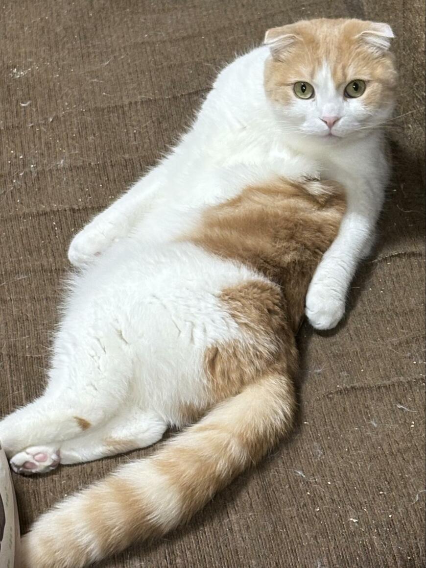 出所：@torotolo106106