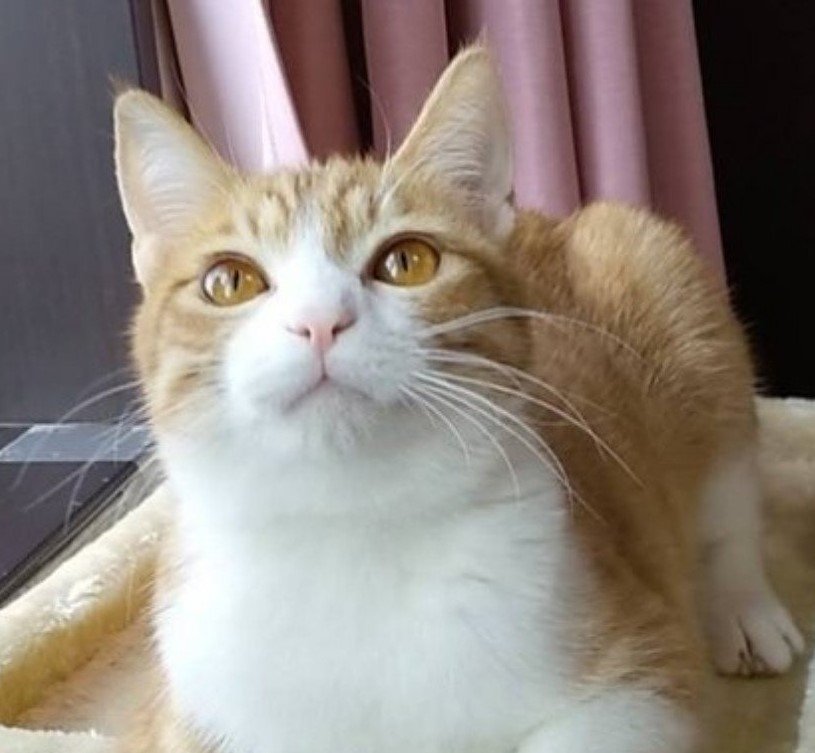 出所：@mero627puri914