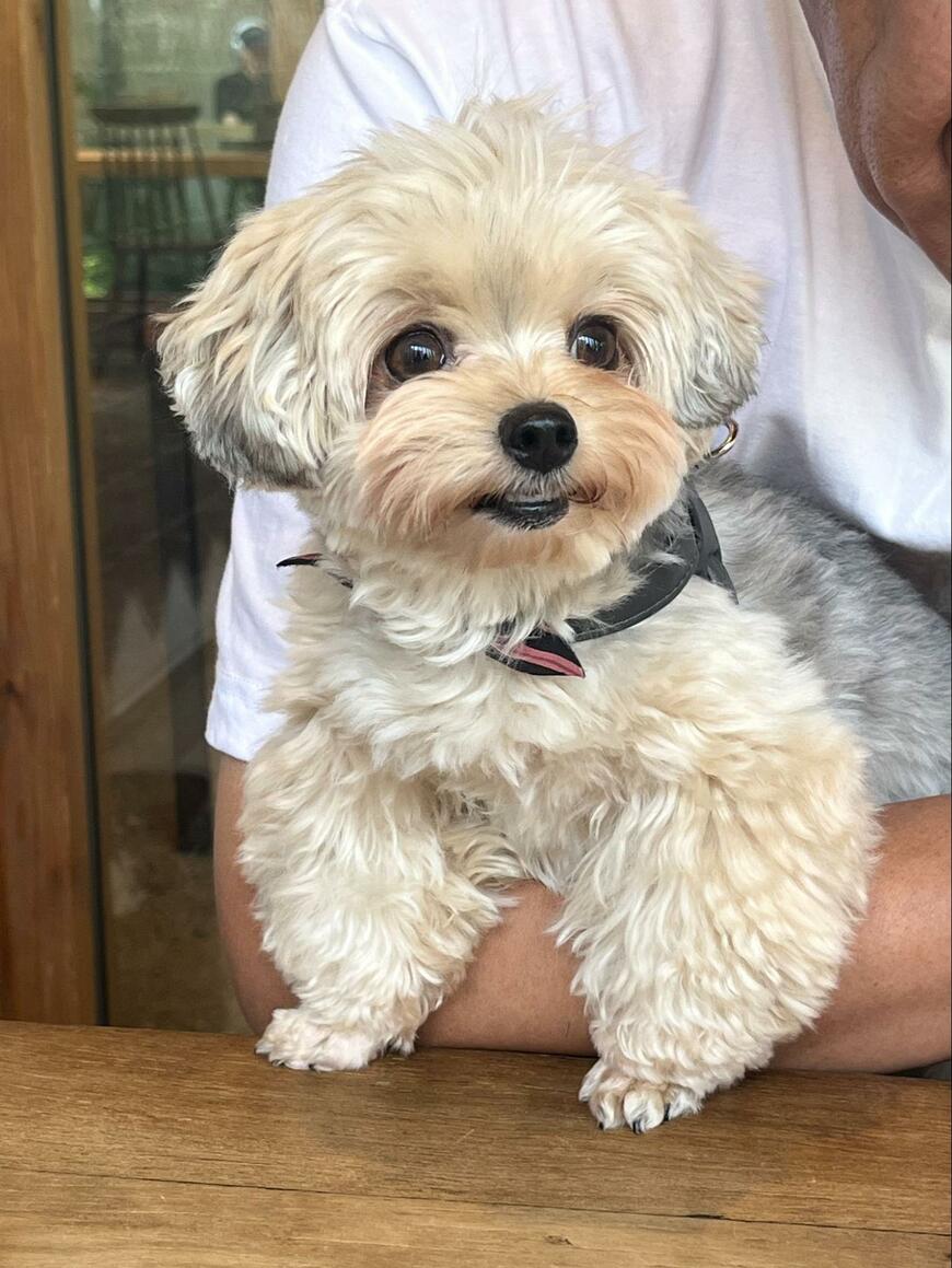 可愛いだけの毛玉