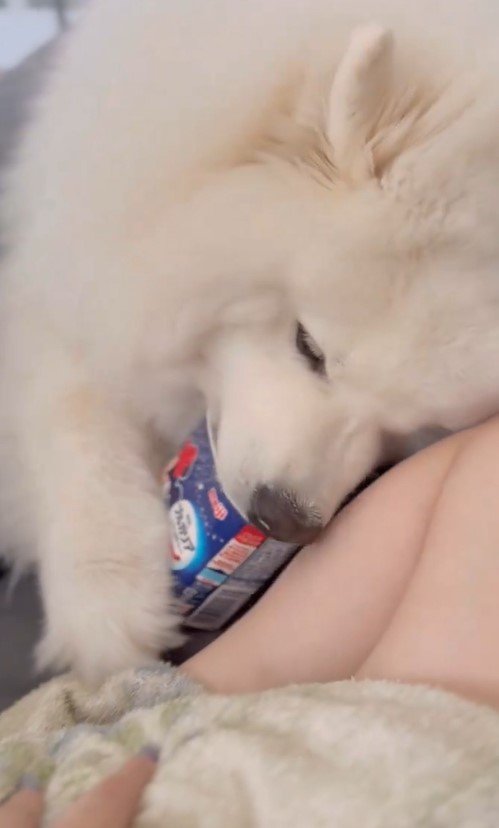 ヨーグルトが好きすぎる犬