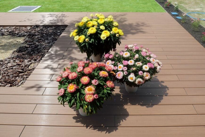 コロロジャンボ　イエロー、ピンクグラデーション、オレンジ