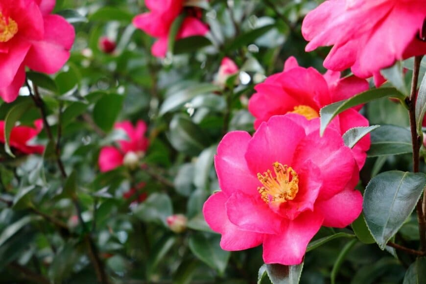 濃いピンクの花を咲かせている、サザンカ