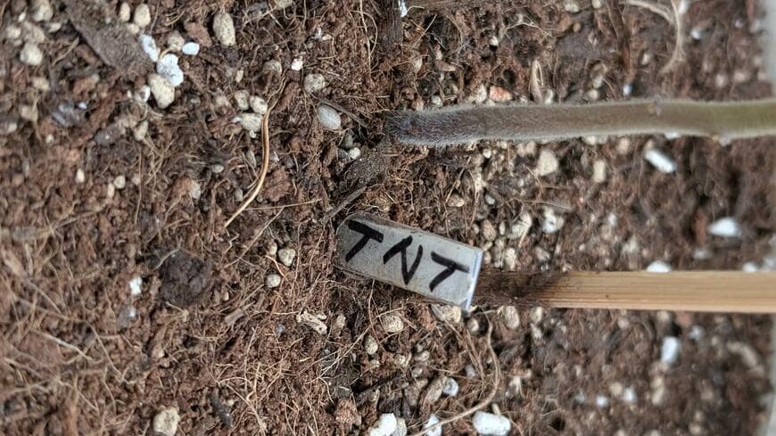 プランターに植えられたトマト