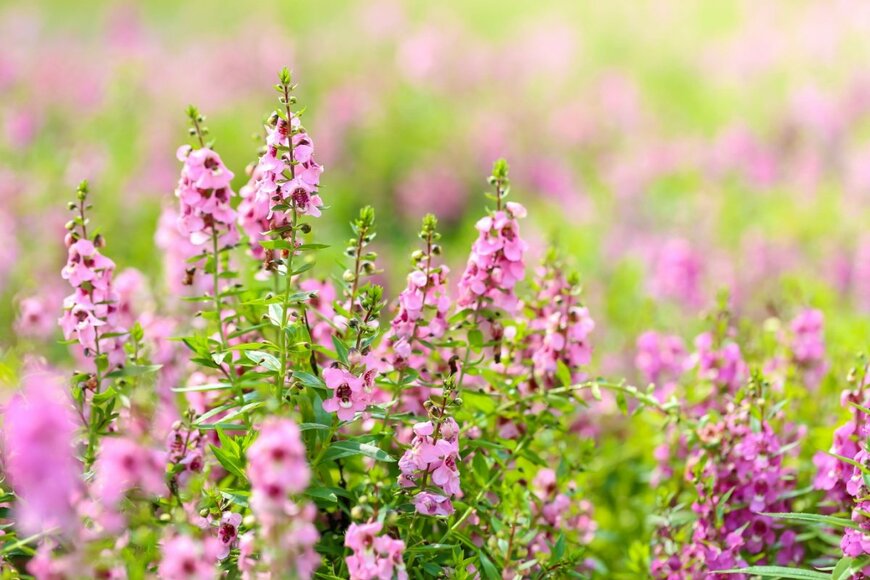 ピンクの花を咲かせているアンゲロニア