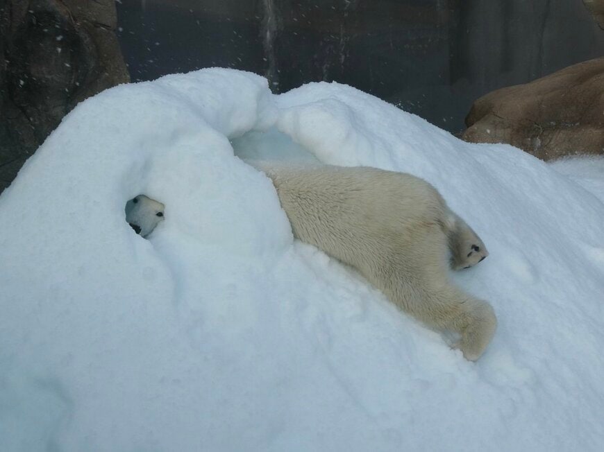 神戸市立王子動物園