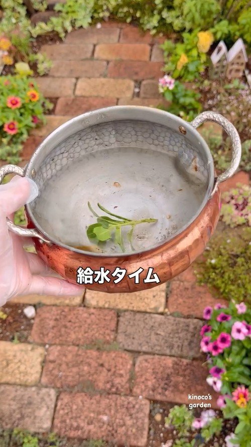 刈り取ったニチニチソウの水揚げ作業