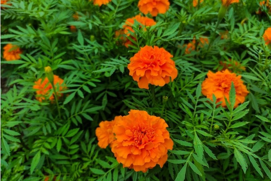 オレンジの花を咲かせているマリーゴールド