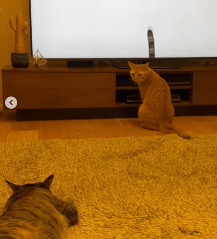 デジタルねこじゃらし大好きな猫