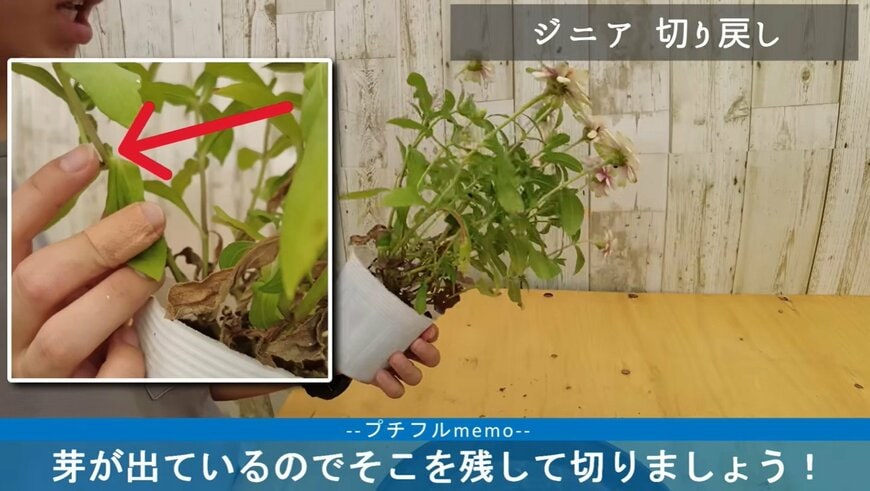 ジニアの切り戻し動画のワンシーン