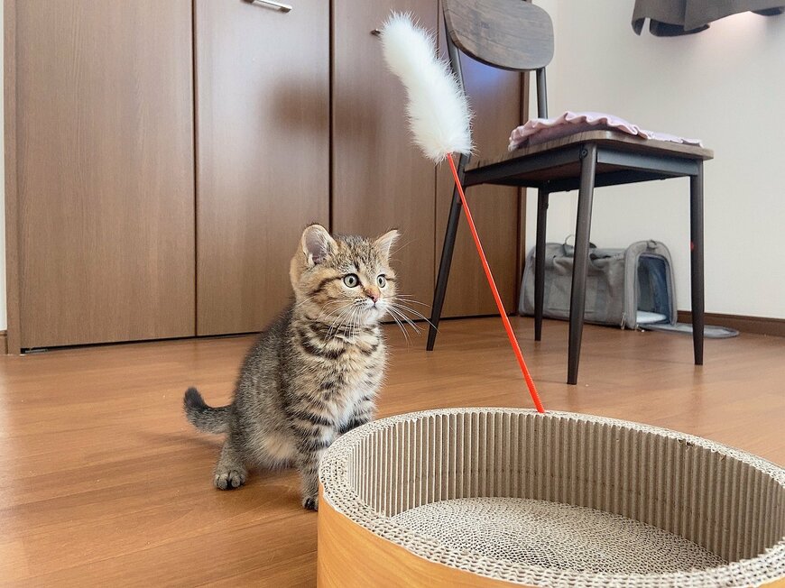 ねこじゃらしと猫