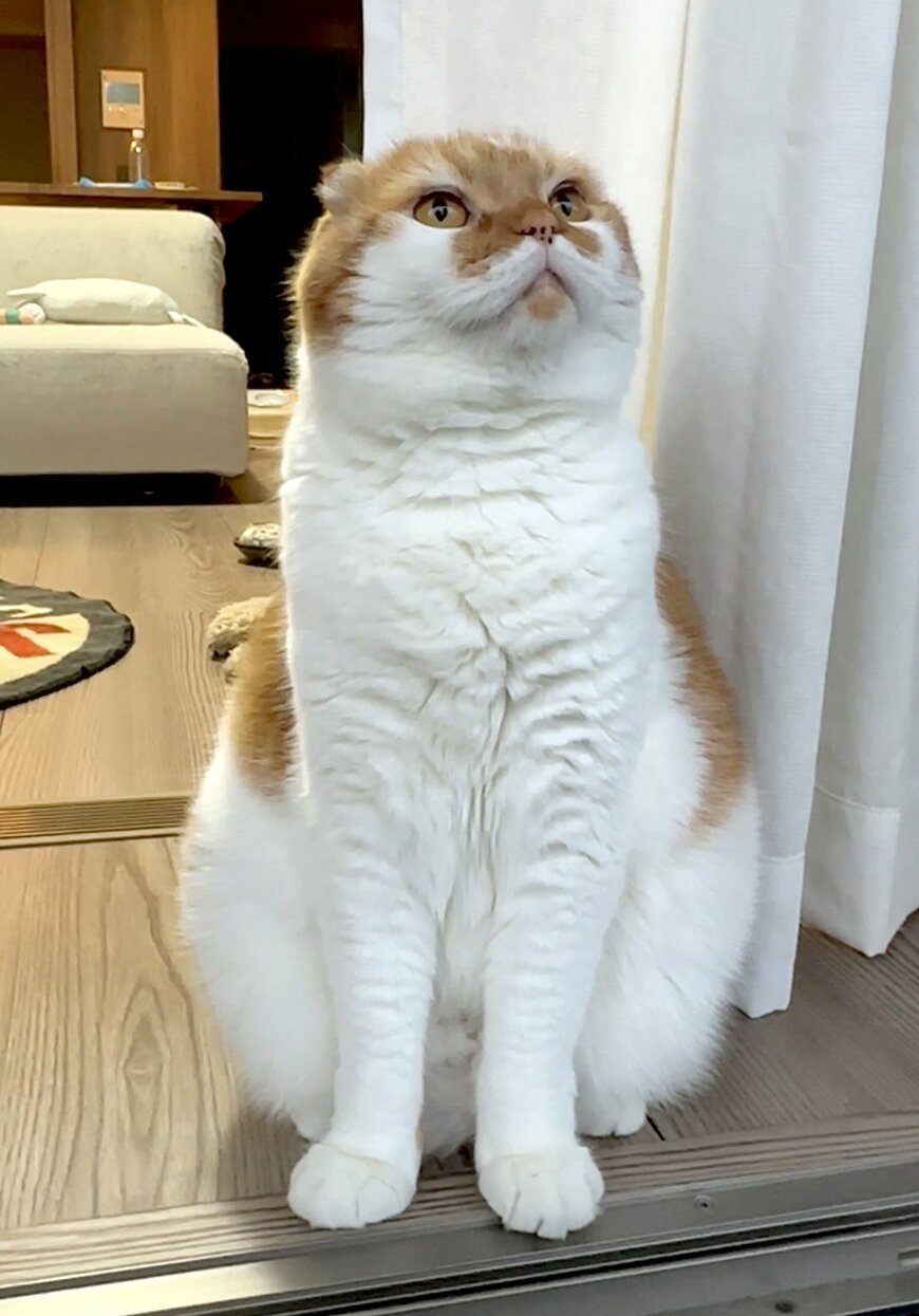 窓の外を見上げる猫