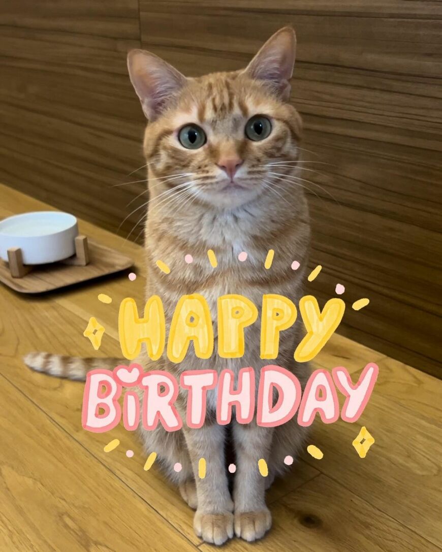 お誕生日を迎えた猫