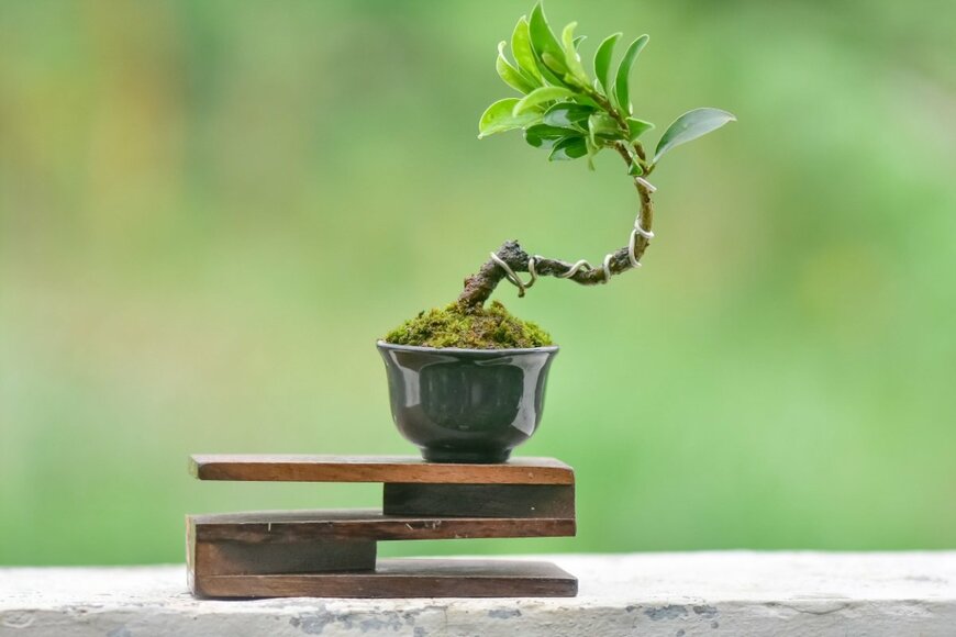 フィカスの盆栽