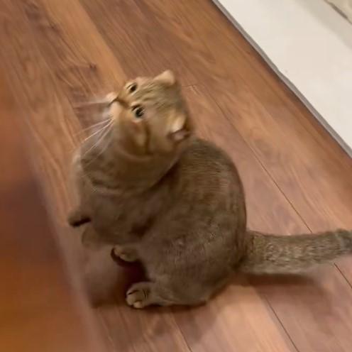 パパのそばに駆け寄る猫