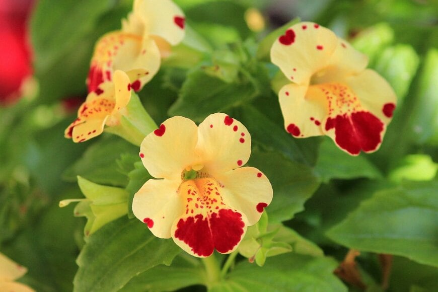 黄色い花弁に赤い斑点の入ったミムラスの花