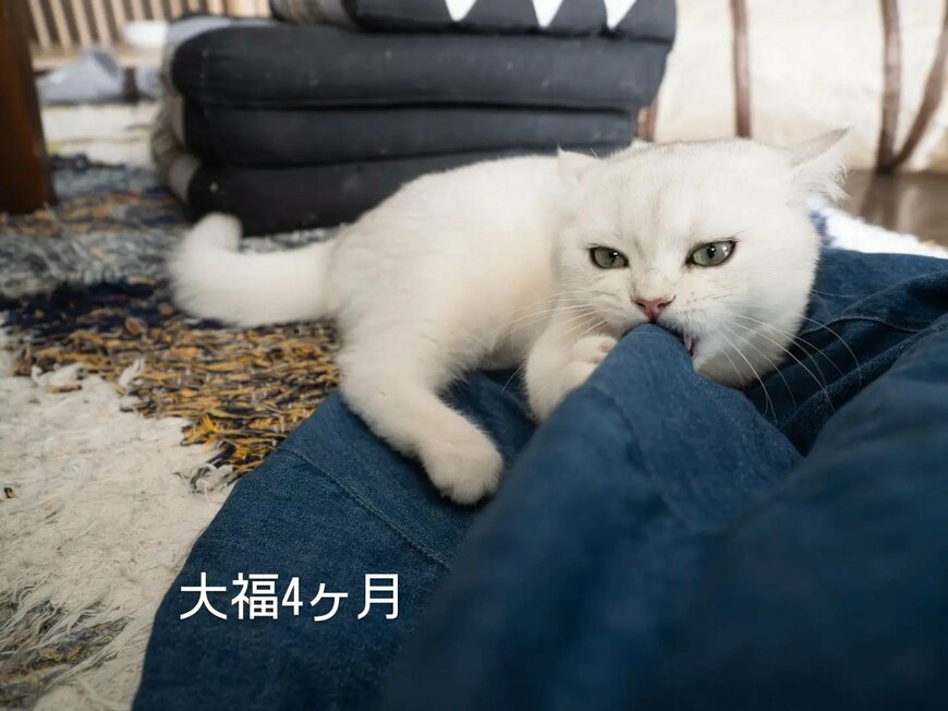 投稿の画像