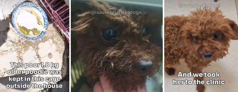 出所：<u><a href="https://www.instagram.com/p/DcdxJ8xPHOK/" target="_blank">@savingharbindogs</a></u>