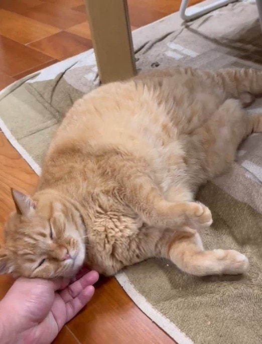 甘えん坊さんな猫