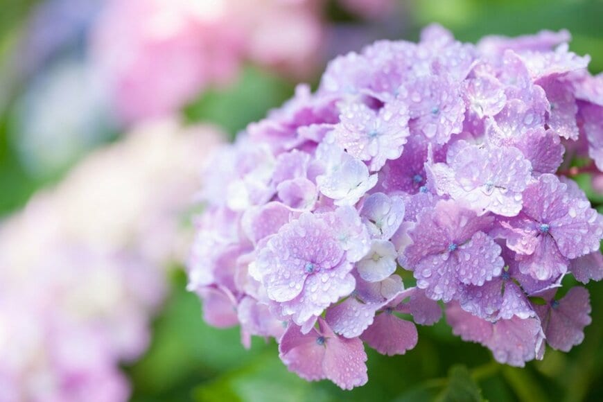 雨に濡れている、うす紫色のアジサイの花