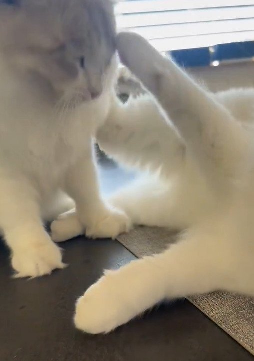 猫パンチを繰り出す様子