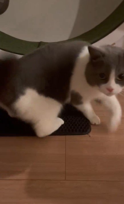 太い尻尾が印象的な猫