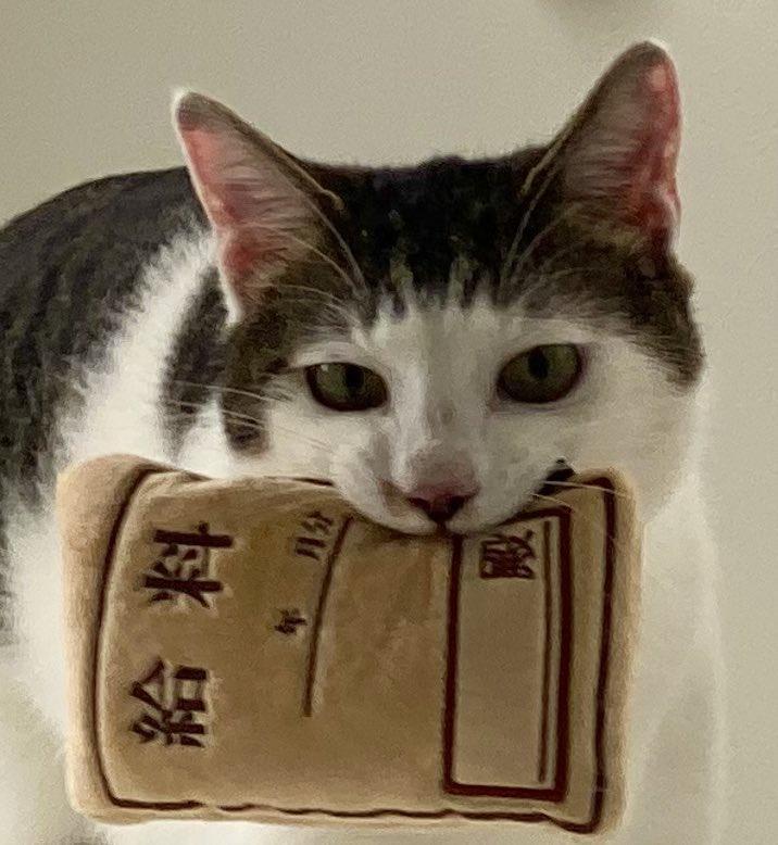 ぬいぐるみと猫