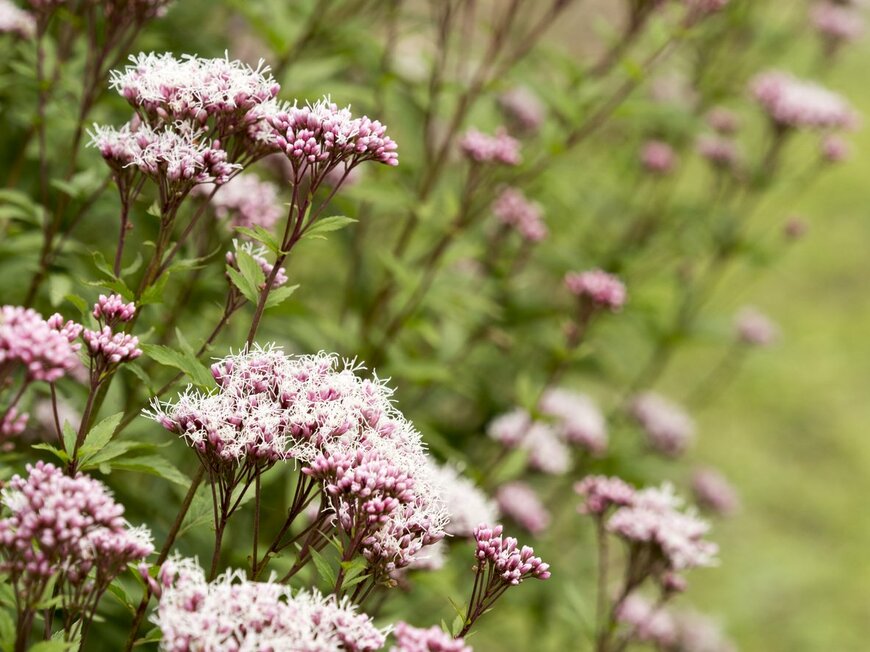 淡いピンク色のふんわりとした花を咲かせているフジバカマ