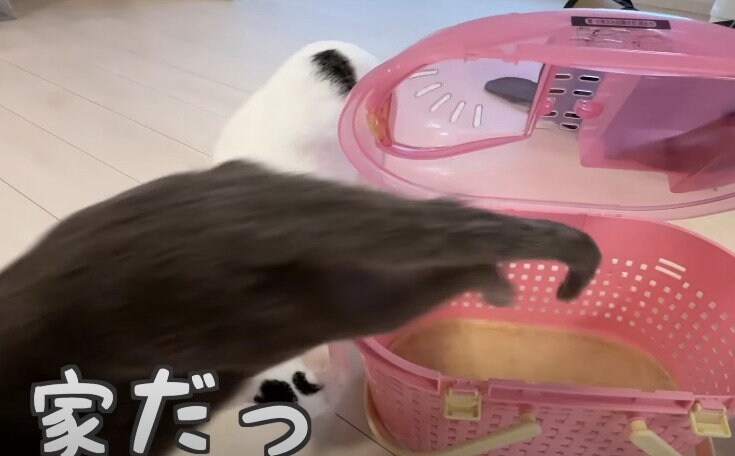 キャリーから飛び出す猫