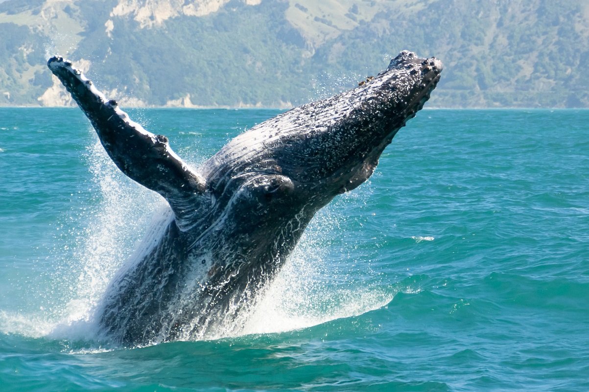 コロナのおかげでホエールウォッチングができる 海外旅行者が消えたことの 恩恵 とは ニュージーランド観光業の今 Limo くらしとお金の経済メディア