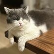 普段はぷくぷく丸顔が可愛い猫ちゃん→ギャップのある“迫力たっぷりな悪い顔”に癒される！