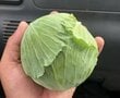 最初は手のひらサイズだったキャベツが…4年後の思わず目を疑う成長に「これはすごい」と反響が続出