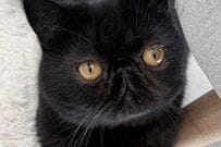 モデルのような美脚を披露した黒猫ちゃん　「ばぶフェイスとのギャップがたまらない」