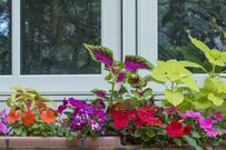 「日陰に強い植物」でつくる【センスのいい寄せ植え】組み合わせ3例！初夏～秋ずっと飾れます