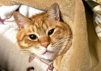 「中身おっさんでは？」階段で力尽きた（？）猫の哀愁漂うポーズに笑ってしまう