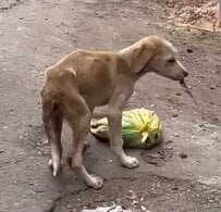 路上で痛みに耐えていた子犬をレスキュー　保護後の姿に心打たれる