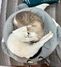 ソファーの上で丸くなってた猫ちゃんたちに息子のとった行動とは？　「大正解！」と絶賛の声多数