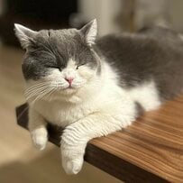 普段はぷくぷく丸顔が可愛い猫ちゃん→ギャップのある“迫力たっぷりな悪い顔”に癒される！