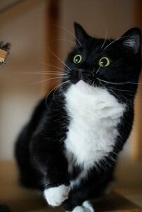 【表情七変化】様々なお顔を見せてくれる猫ちゃん！一瞬たりとも見逃せず、みんな夢中？！